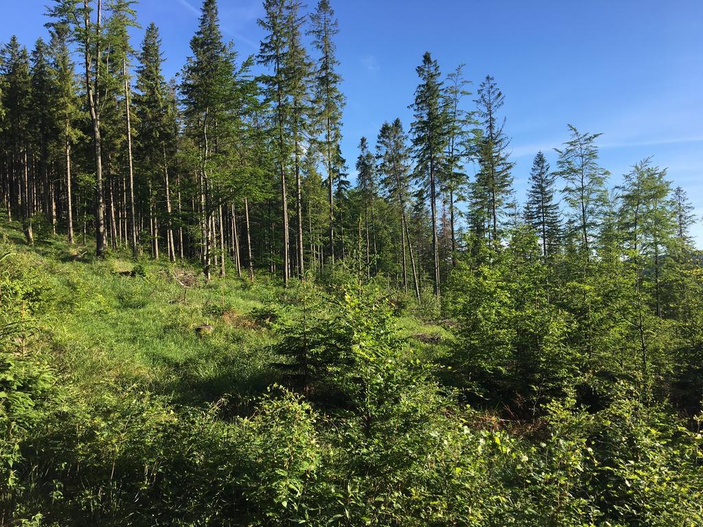 Agroturystyka Lesny Zakatek Stryszawa Exteriör bild